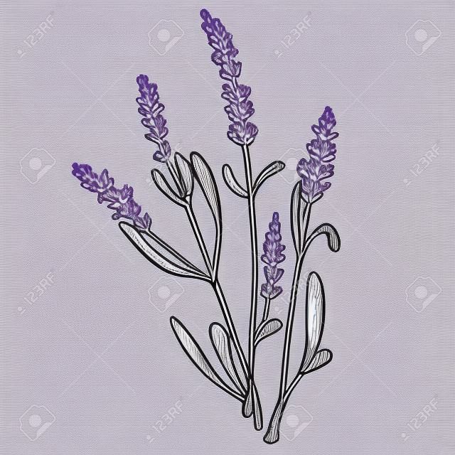 Lavandula 라벤더 꽃 식물 스케치 조각 벡터 일러스트 레이 션. 스크래치 보드 스타일 모방. 흑인과 백인 손으로 그린 이미지입니다.