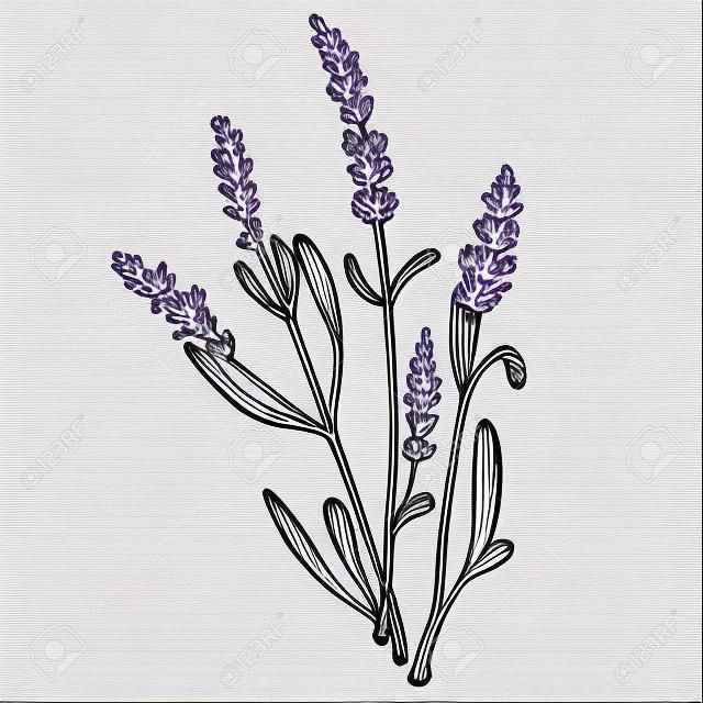 Lavandula 라벤더 꽃 식물 스케치 조각 벡터 일러스트 레이 션. 스크래치 보드 스타일 모방. 흑인과 백인 손으로 그린 이미지입니다.