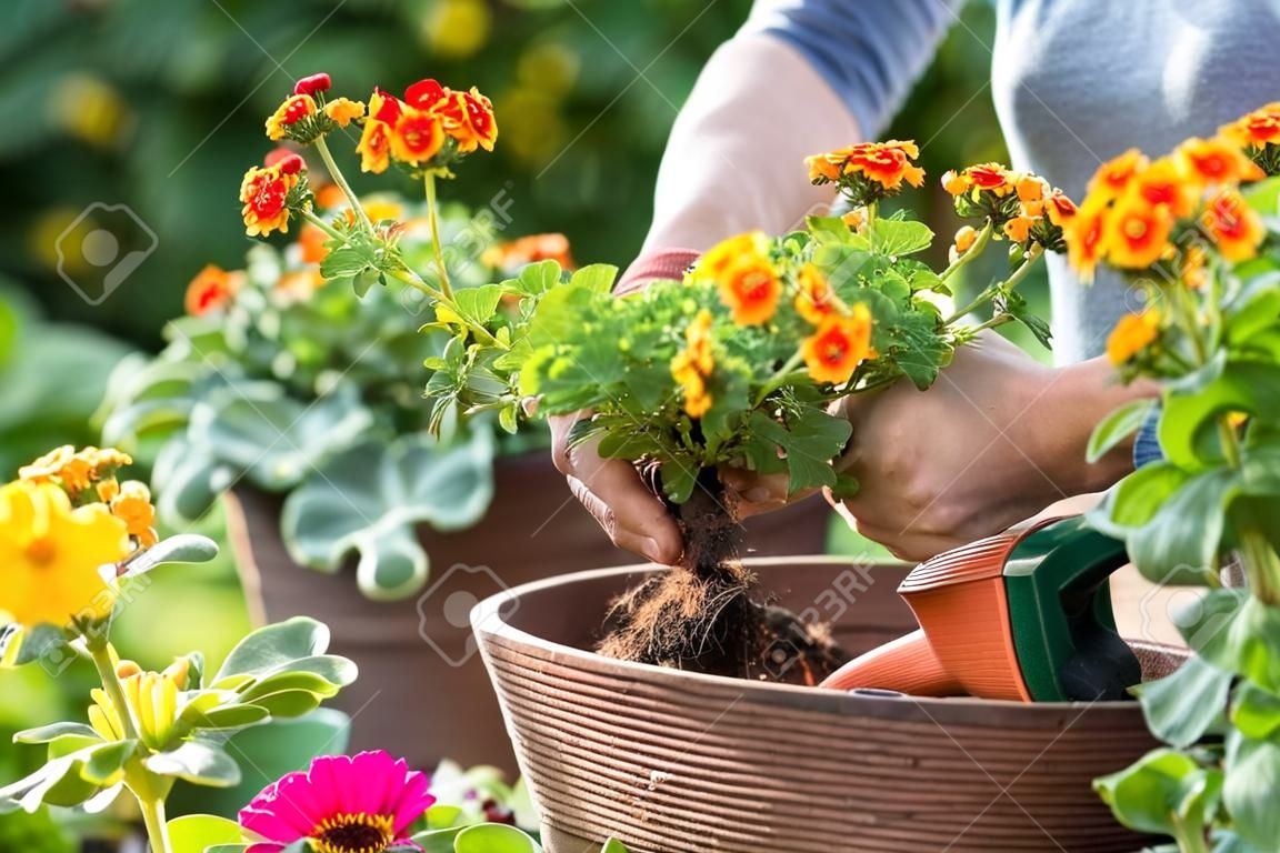 Jardineiros mão plantando flores em vaso com sujeira ou solo
