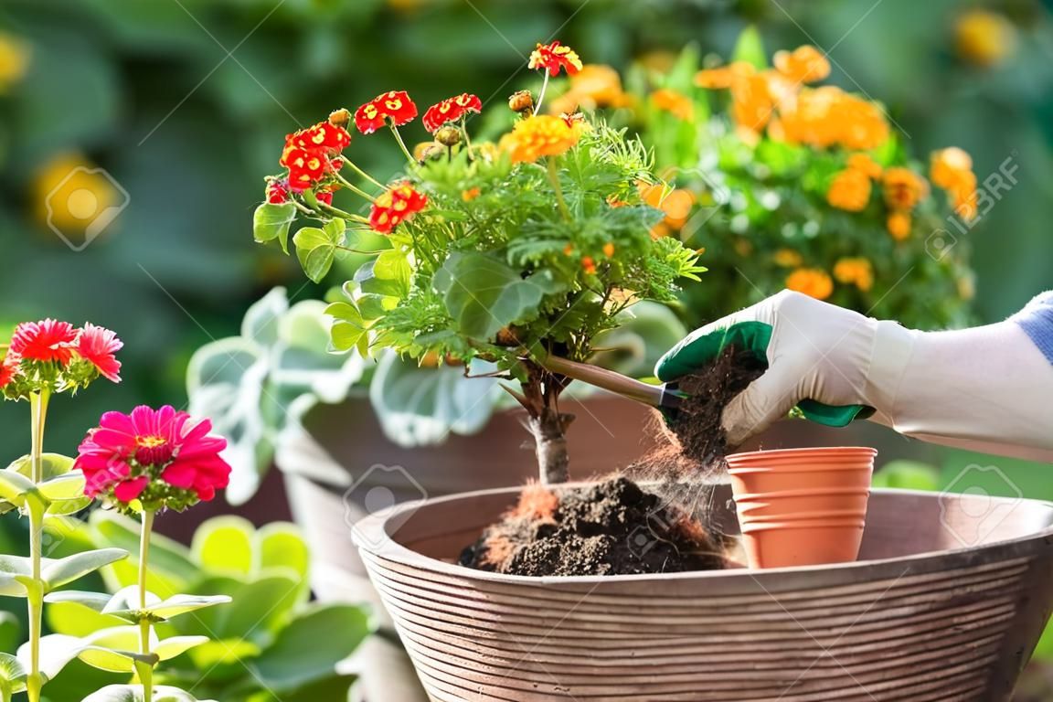 園丁手工種植花卉盆栽灰塵或土壤