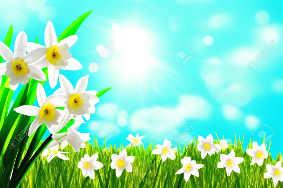 Fleurs de printemps de narcisses dans l'herbe verte sur fond de ciel bleu ensoleillé
