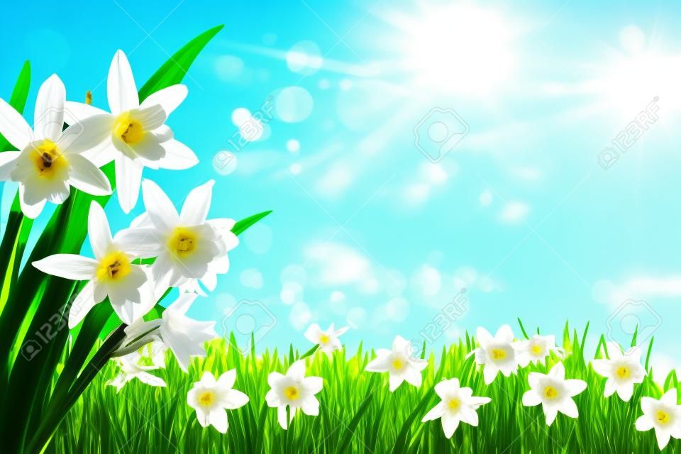 Wiosna kwiaty narcyzów w zielonej trawie przed błękitne niebo słoneczny