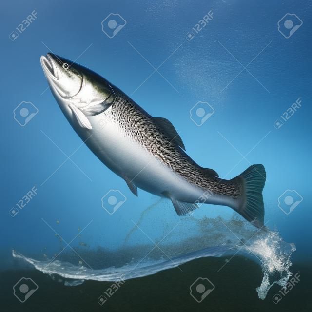 大西洋鮭魚跳出水