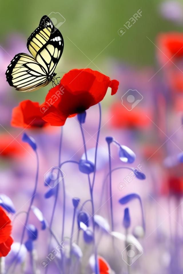 Butterfly on a flower. Beautiful butterfly on a red poppy flower. Butterfly on the background of a flowering field.