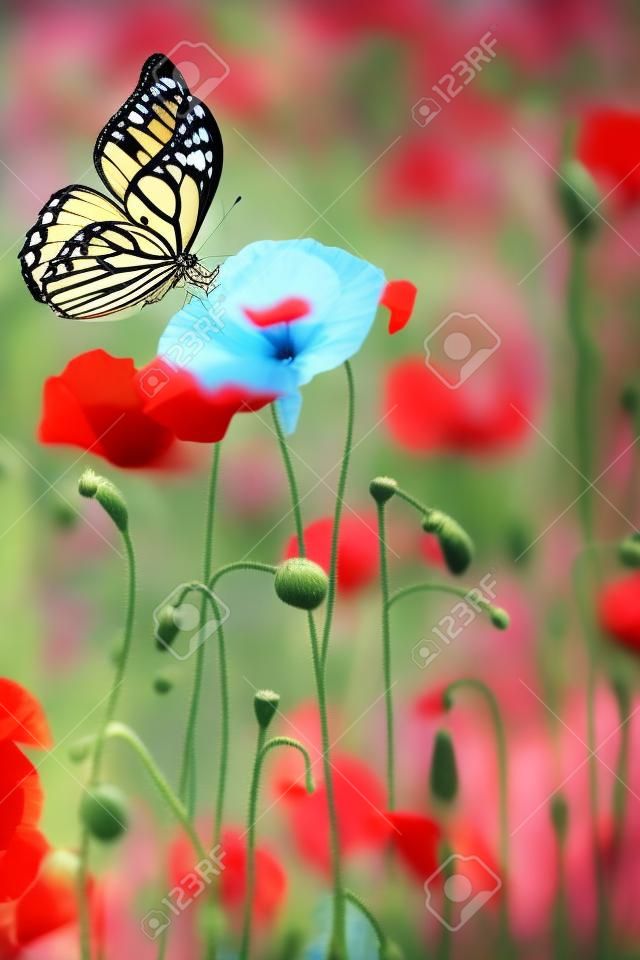 Butterfly on a flower. Beautiful butterfly on a red poppy flower. Butterfly on the background of a flowering field.