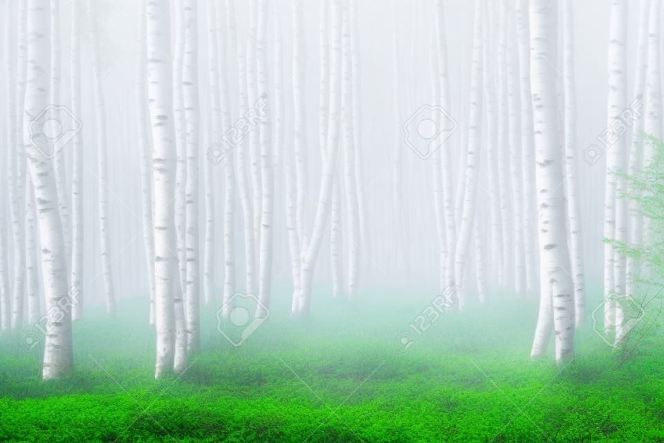Foresta di primavera nella nebbia. Foresta di betulle al mattino presto.
