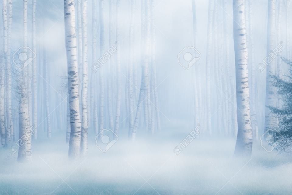 Spring forest in mist. Birch forest early in the morning.