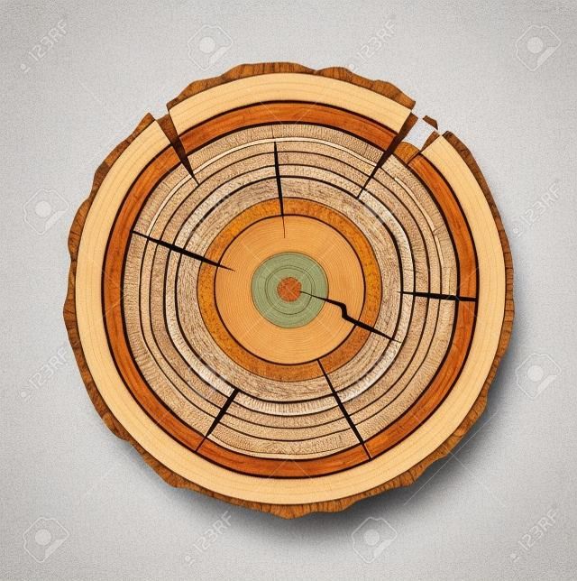 Árvore tronco seção transversal corte natural madeira fatia círculo anel de madeira plana vector. Madeira fatia natural planta círculo e madeira fatia padrão toco. Rugoso velho material madeira fatia textura árvore.