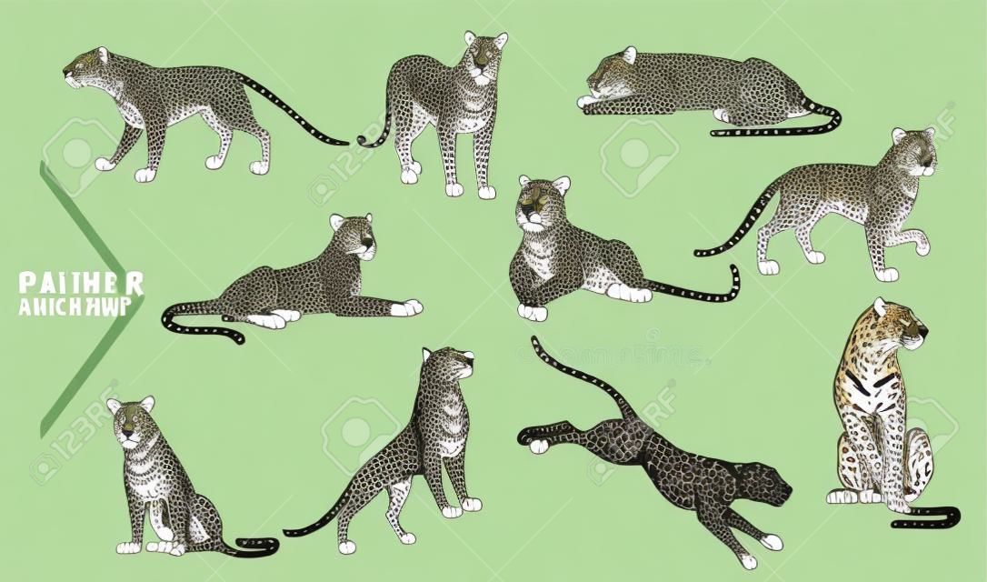 Set of Black panther wild big cat african jungle hunter cartoon animal design vector illustration on white background