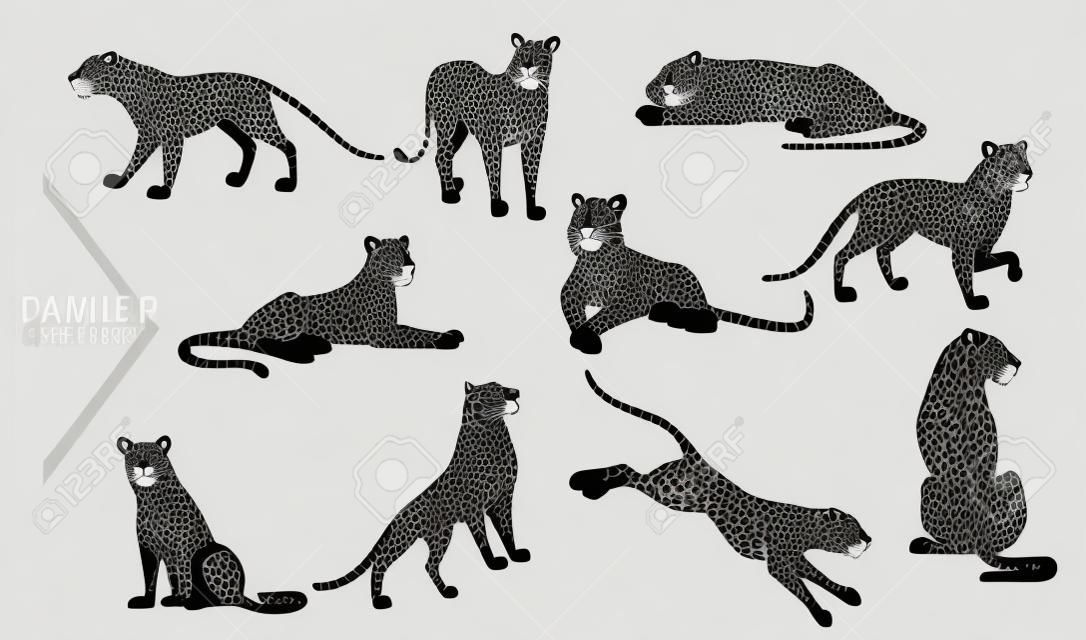 Set van Zwarte panter wilde grote kat afrikaanse jungle jager cartoon dier ontwerp vector illustratie op witte achtergrond