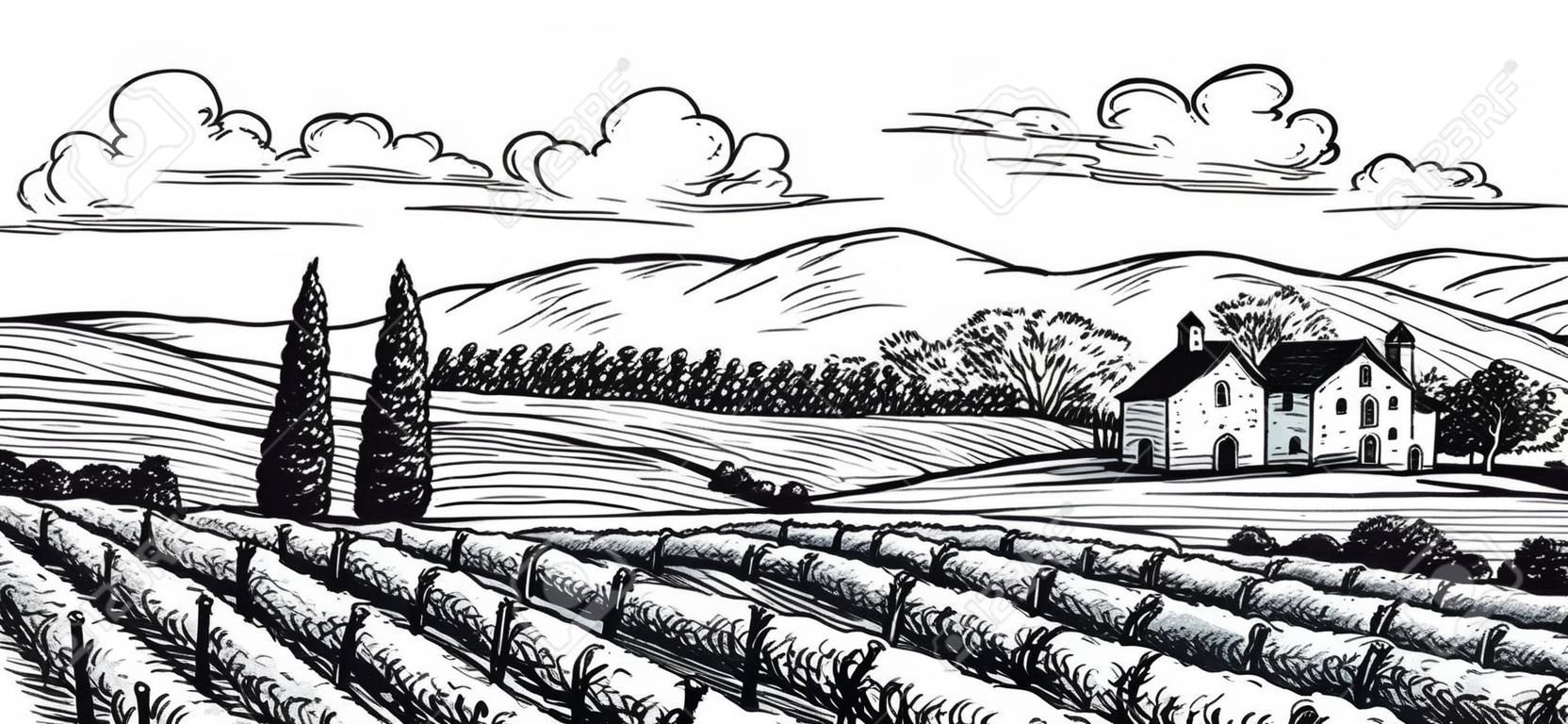 Handgetrokken wijngaardlandschap. Geïsoleerd op witte achtergrond. Vintage stijl vector illustratie.