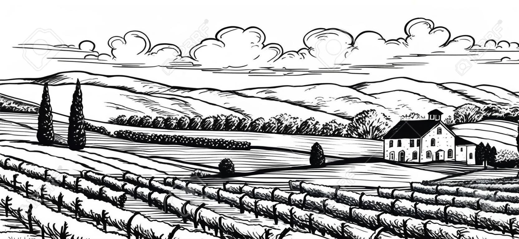 Hand drawn vineyard landscape. Isolated on white background. Vintage style vector illustration.