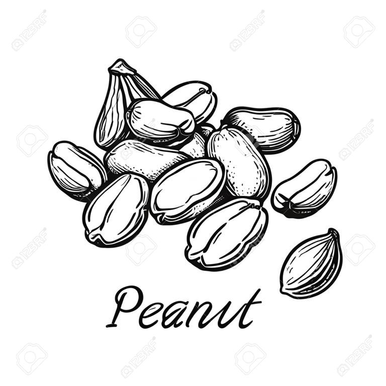 Handful of peanut. Vector illustration of nuts isolated on white background. Vintage style.