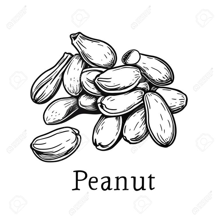 Handful of peanut. Vector illustration of nuts isolated on white background. Vintage style.
