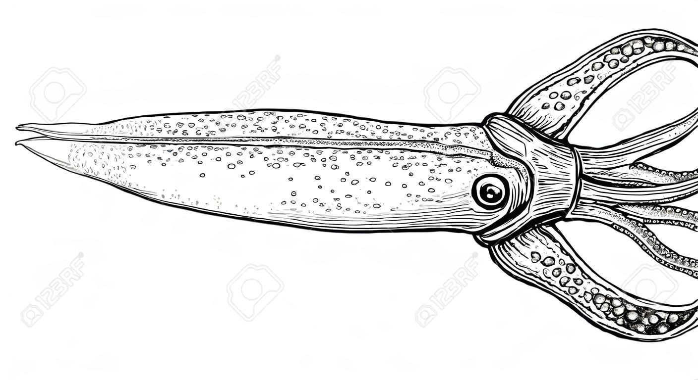 Squid ink sketch.