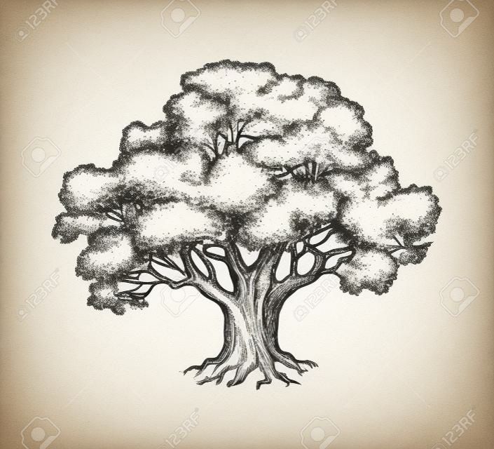 オークの木のインクスケッチ。白い背景に分離された手描きのベクトルイラスト。レトロなスタイル。