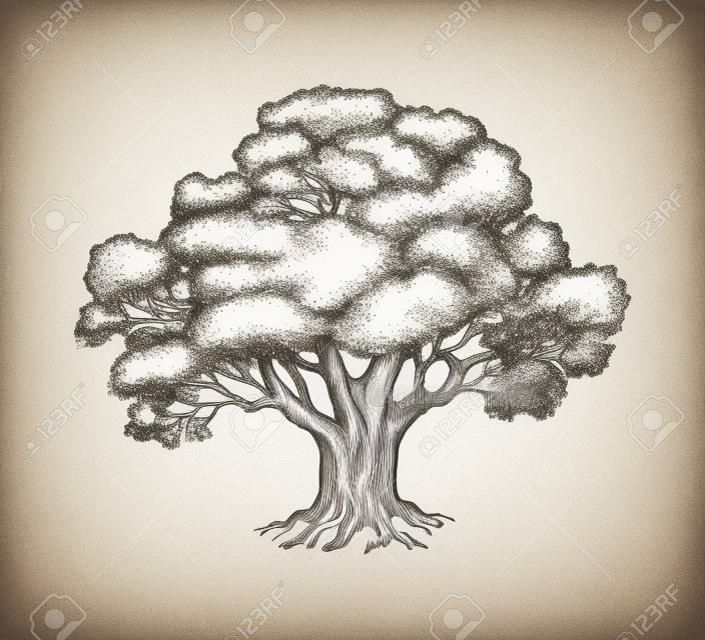오크 나무의 잉크 스케치입니다. 손으로 그린 벡터 일러스트 레이 션 흰색 배경에 고립. 레트로 스타일입니다.