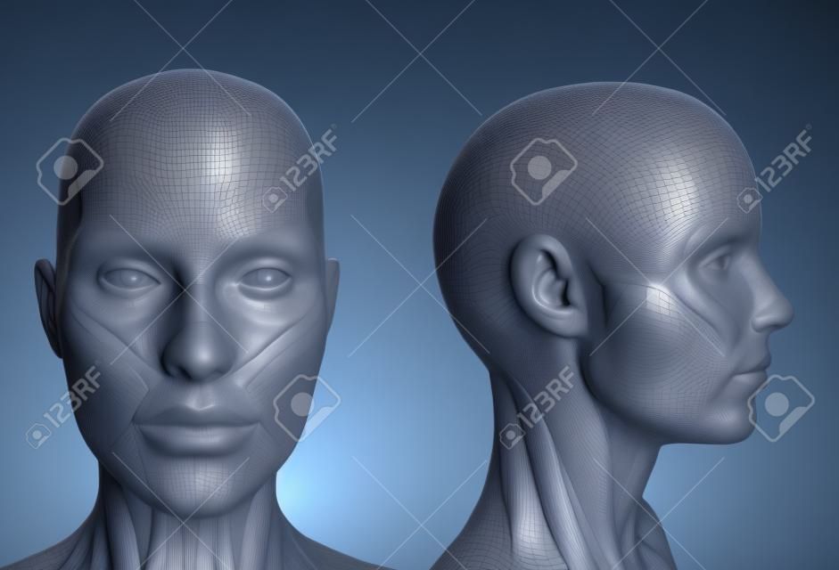 3D rendent dépeindre l'anatomie humaine - les muscles - tête de femme
