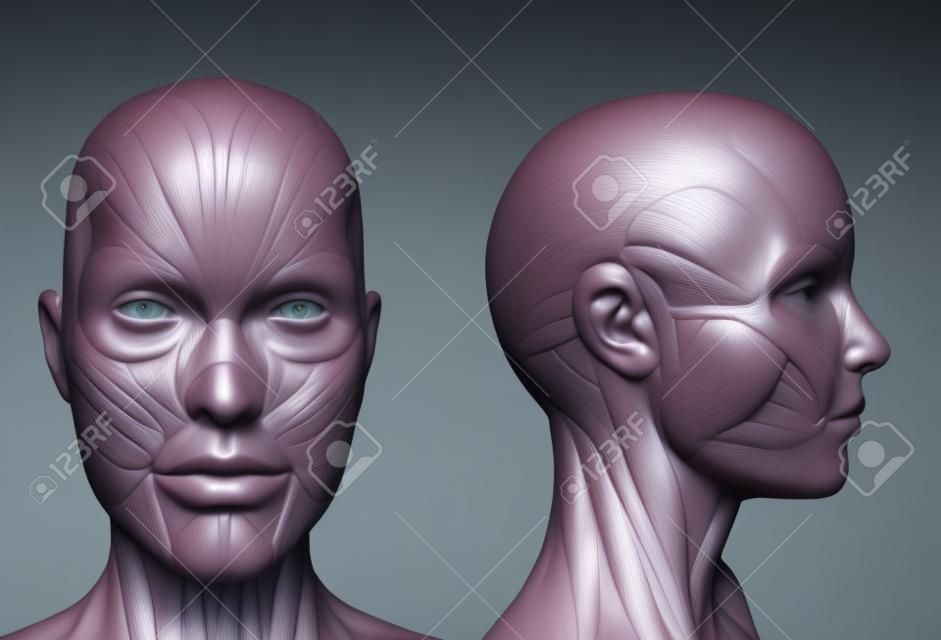 3D визуализации изображающий анатомию человека - мышцы - женская голова