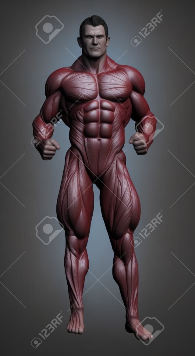 A very muscular man shown with underlying muscle structure on the right - 3D render 