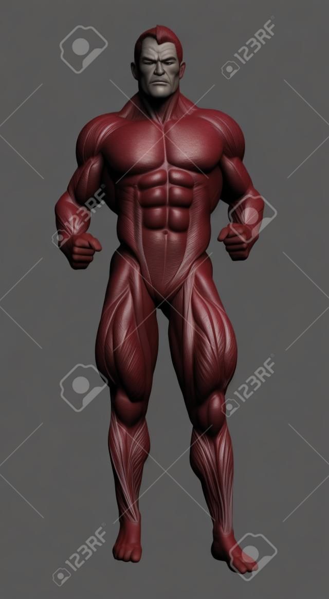 A very muscular man shown with underlying muscle structure on the right - 3D render 