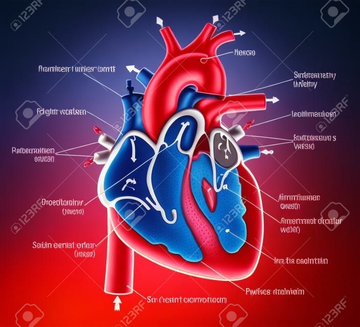 how does the human heart work