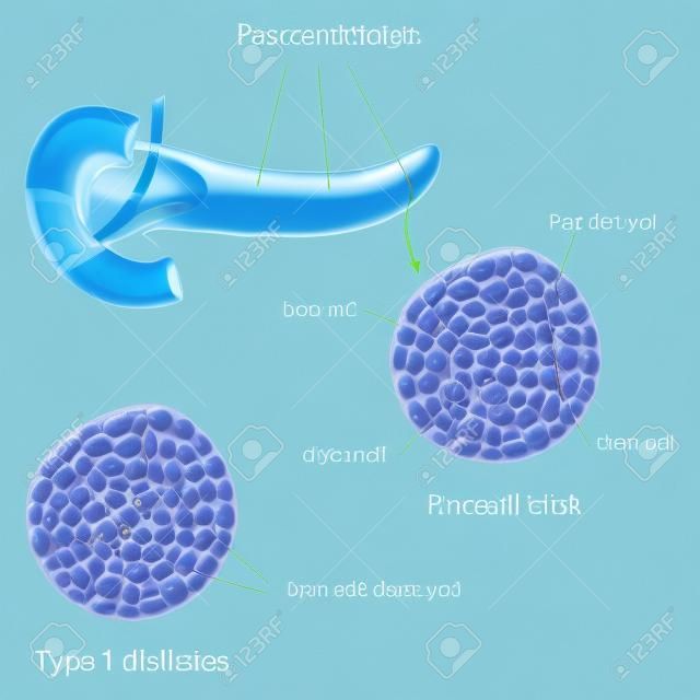 Ilhota pancreática normal e diabética tipo 1