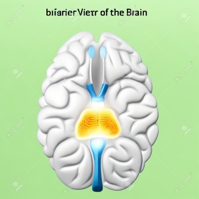 Base do cérebro