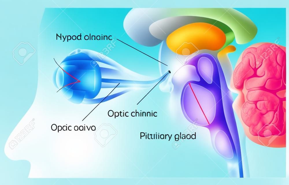 Pituitary gland and optic chiasm