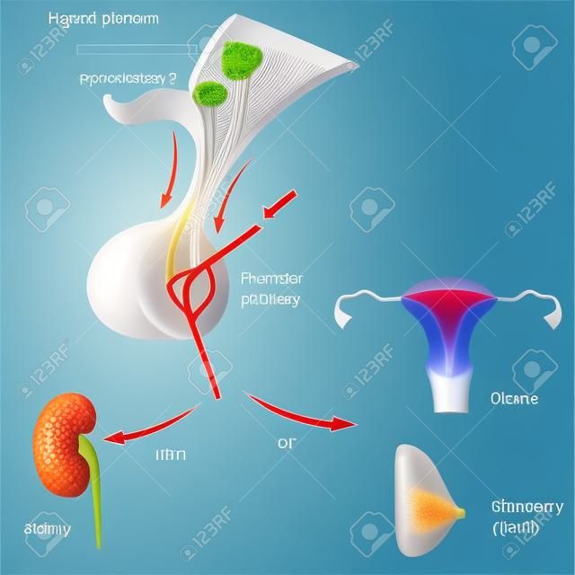 Postérieures fonctions hormonales hypophysaires