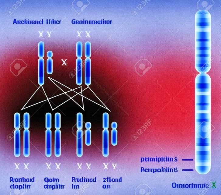 Genetics of hemophilia, A and B