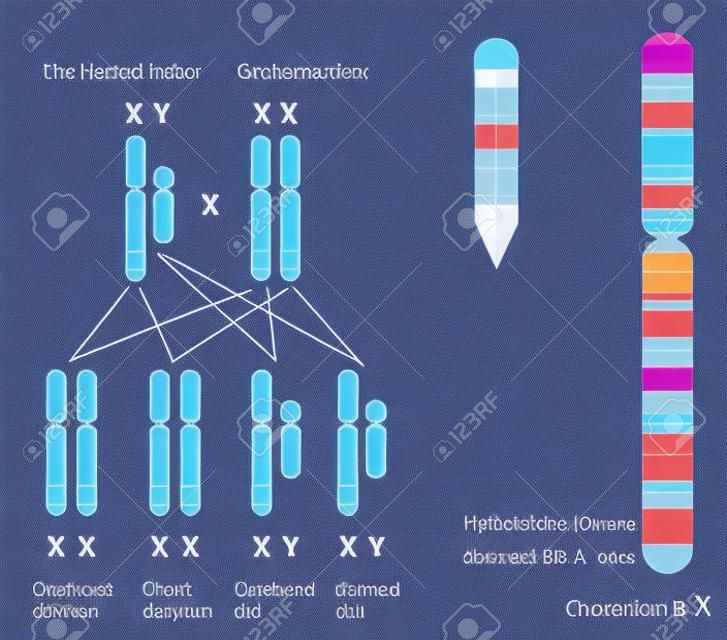 La genética de la hemofilia A y B