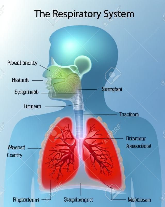 Дыхательной системы, обозначенные