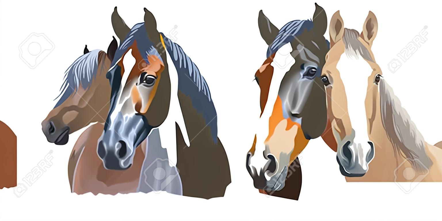 Zestaw kolorowych wektorów portretów ras koni (koń trakeński, kuc walijski, koń Appaloosa) na białym tle