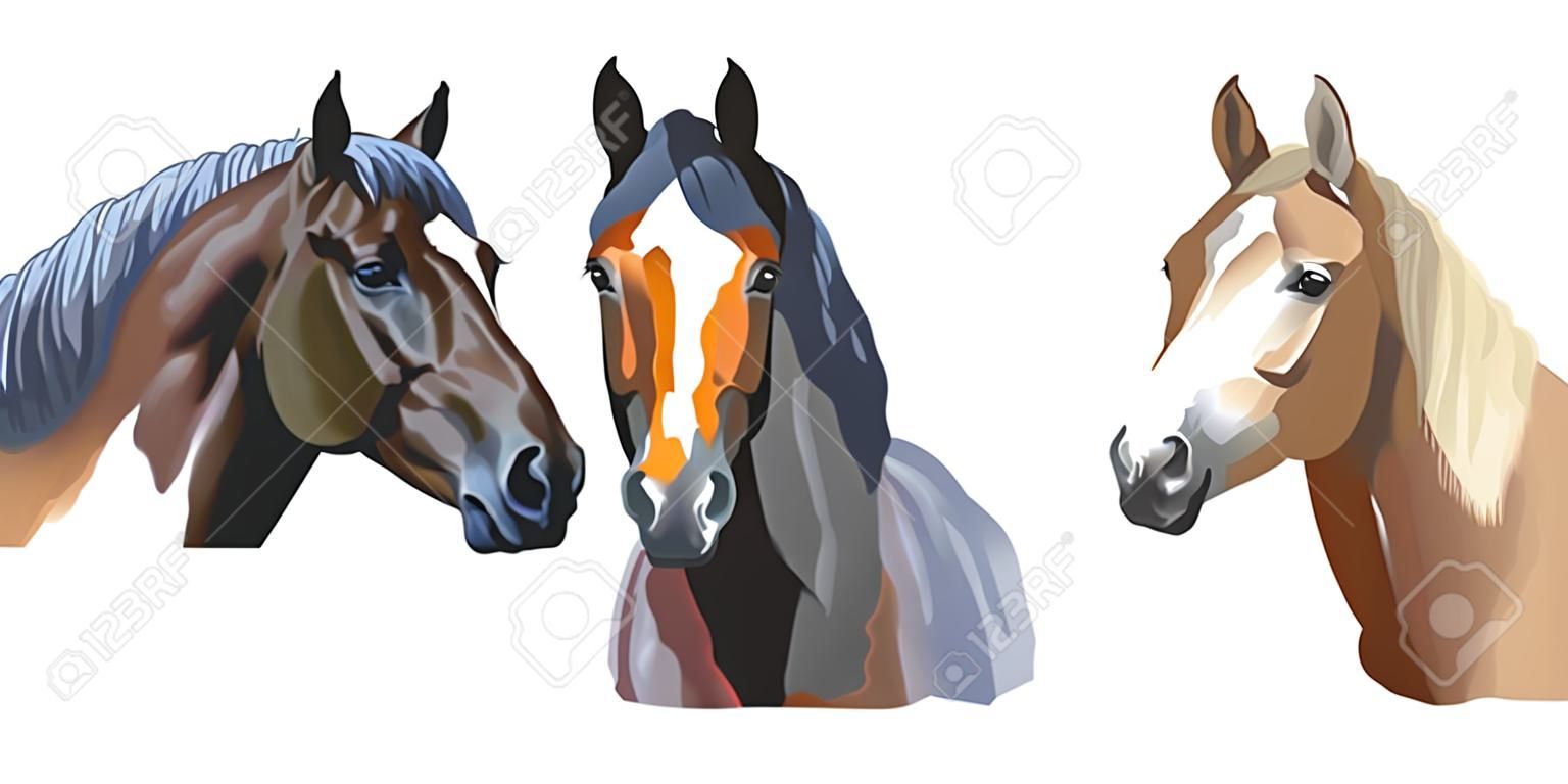 白い背景に隔離された馬の品種(トラケナー馬、ウェールズポニー、アパルーサ馬)のカラフルなベクトルの肖像画のセット