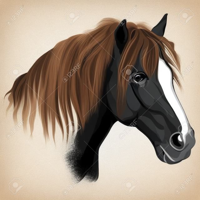 Portrait de cheval. Tête de cheval avec une longue crinière de profil en noir et blanc isolé sur fond beige. Illustration de dessin vectoriel main