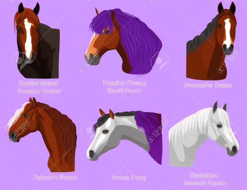 Zestaw portretów koni i ras kucyków (rosyjski koń pociągowy; kuc walijski; koń fryzyjski; koń amerykański Quater) na białym tle na fioletowym tle. Kolorowych ilustracji wektorowych.