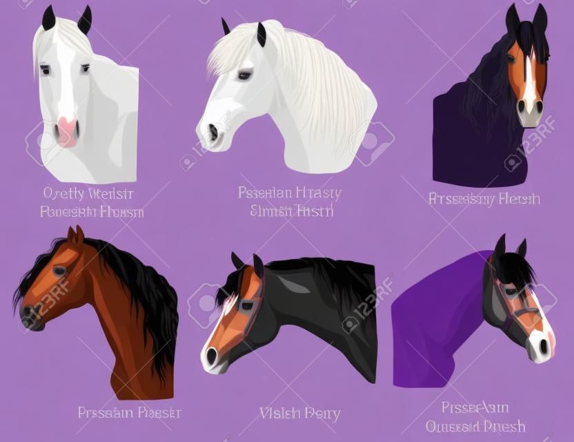Set di ritratti di cavalli e razze di pony (cavallo da tiro pesante russo; pony gallese; cavallo frisone; cavallo quater americano) isolato su sfondo viola. Illustrazione variopinta di vettore.
