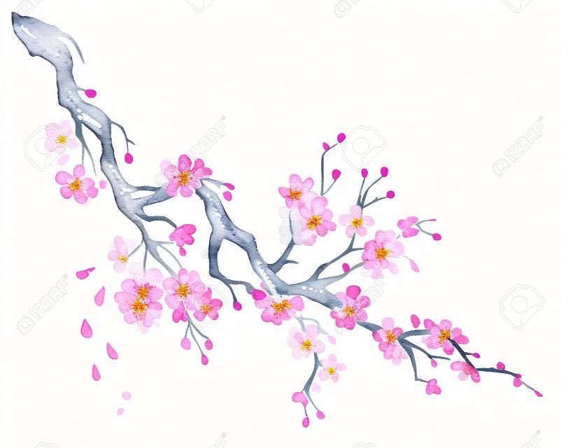 Aquarell-Illustration Sakura. Handgezeichneter japanischer Kirschblütenzweig mit Blumen isoliert auf weißem Hintergrund. Für Design-Sushi-Restaurant-Menü, Karten, Druck, Design, Tapete, Küchentuch.