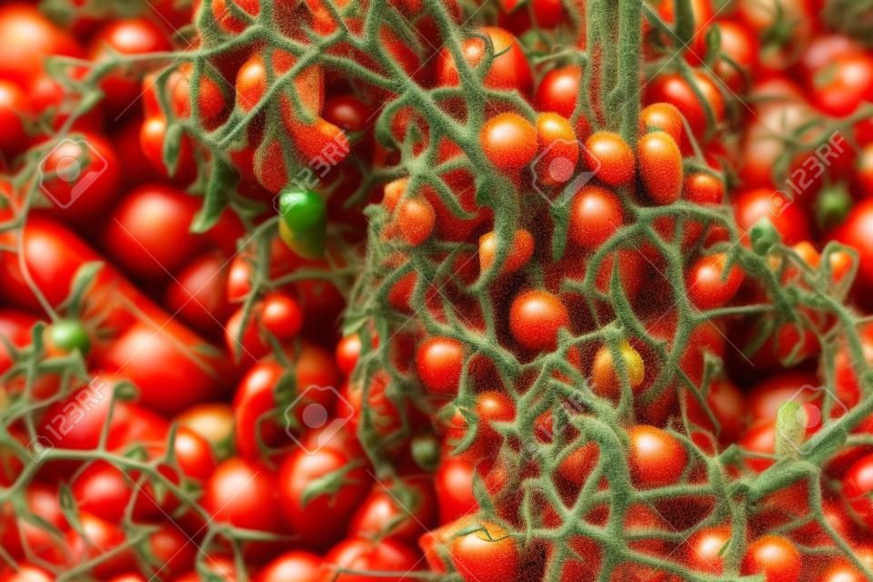 Tomato Stricken Phytophthora (Phytophthora Infestans). Tomatoes get sick by late blight