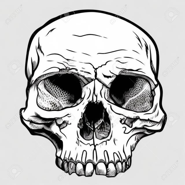 Sztuka wektor czaszki człowieka. Szczegółowa ręka rysująca ilustracja czaszka na białym tle.