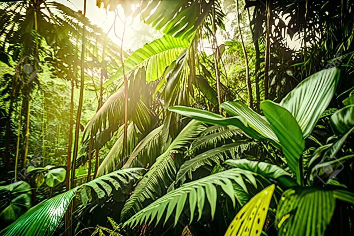 Sun shining over Basse Terre jungle in Guadeloupe, Caribbean
