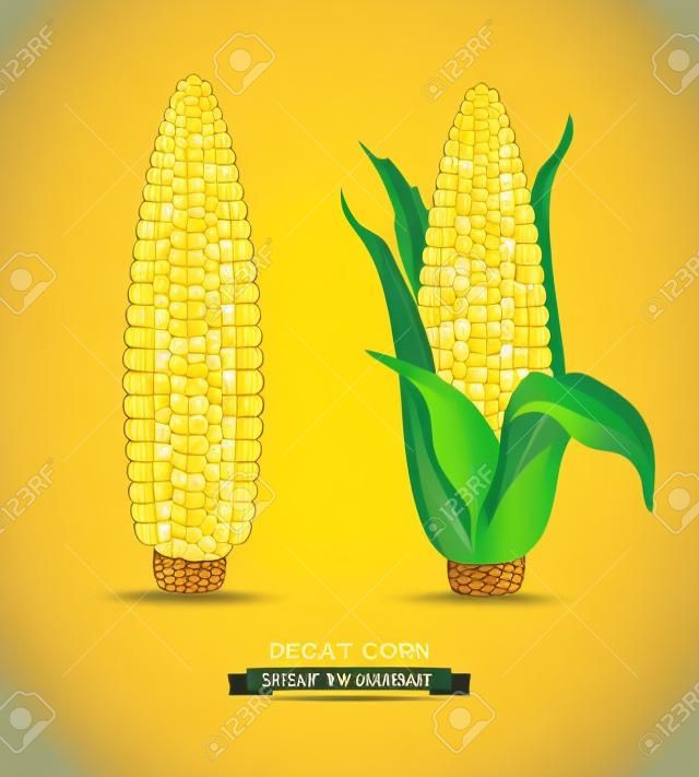 Vector two corn. corn on the cob with leaves. design element