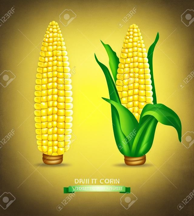Vektor két kukorica. főtt kukoricát levelekkel. design elem