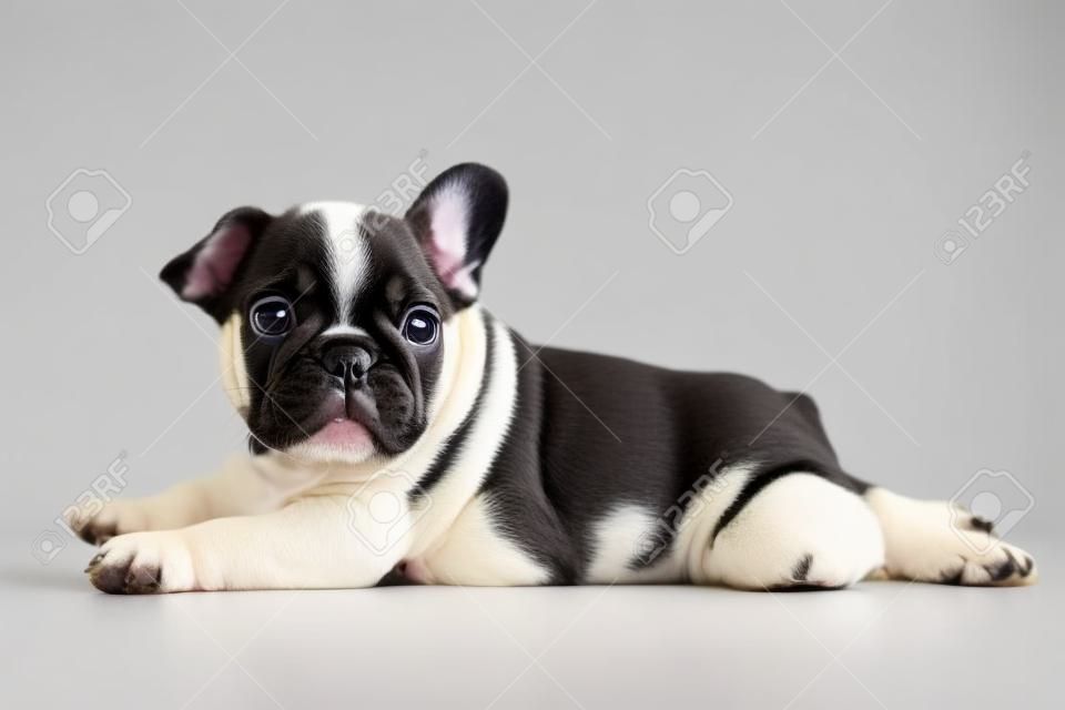 Pequeño cachorro bulldog francés lindo que miente en el fondo blanco y mira hacia arriba a algo
