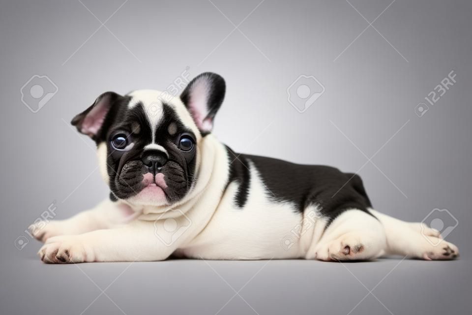 Симпатичная Французский бульдог щенок, лежа на белом фоне и смотрит на что-то