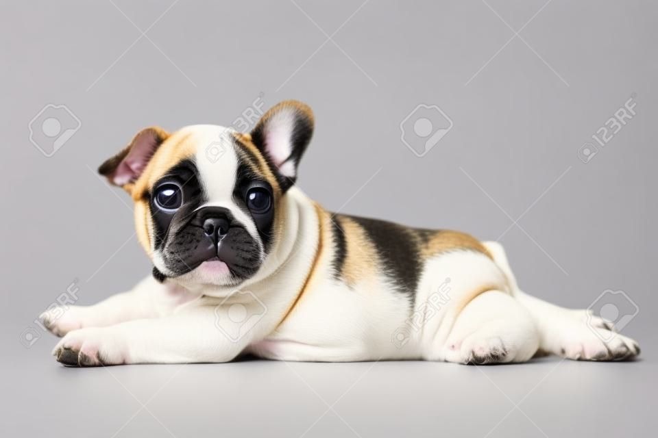Pequeño cachorro bulldog francés lindo que miente en el fondo blanco y mira hacia arriba a algo