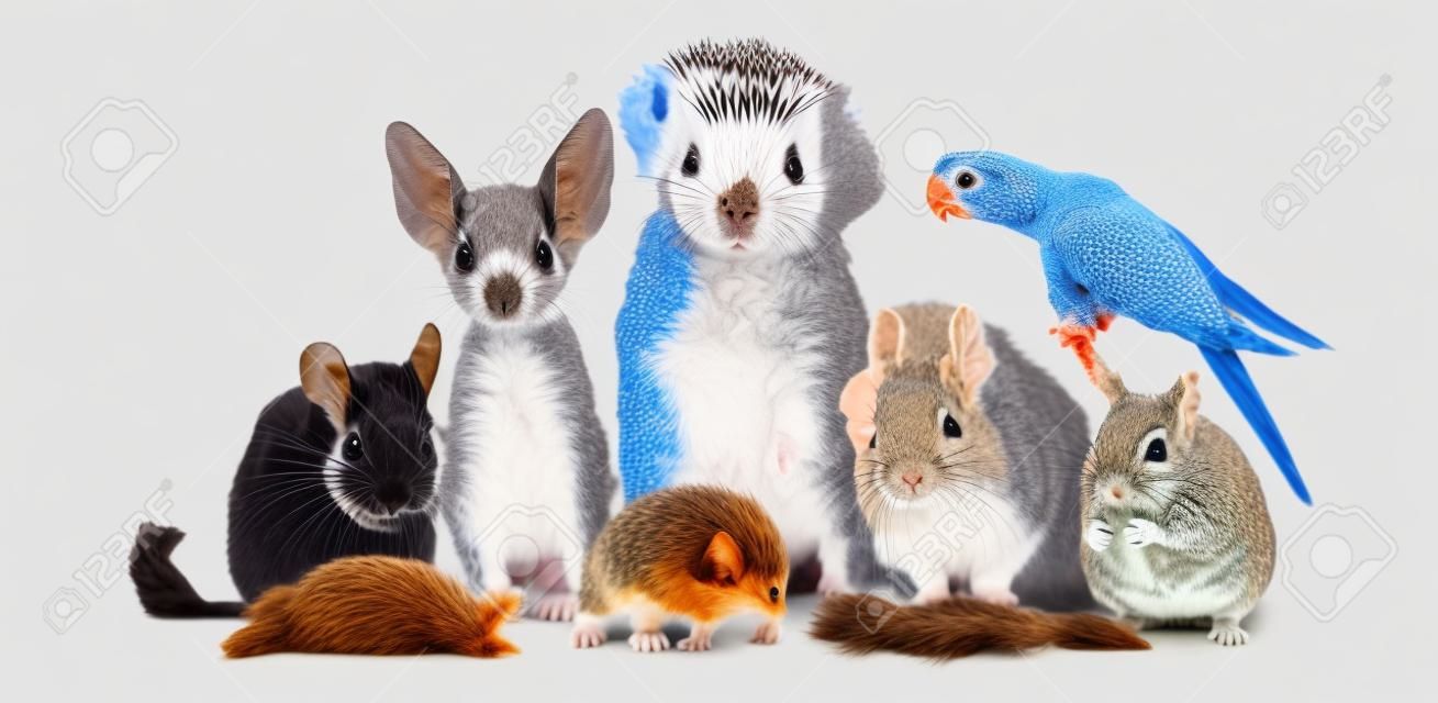 Un gran grupo de diferentes animales aislados en un fondo blanco, que incluye cachorro, gatito, chinchilla, degu, erizo, loro, conejo y lagarto.
