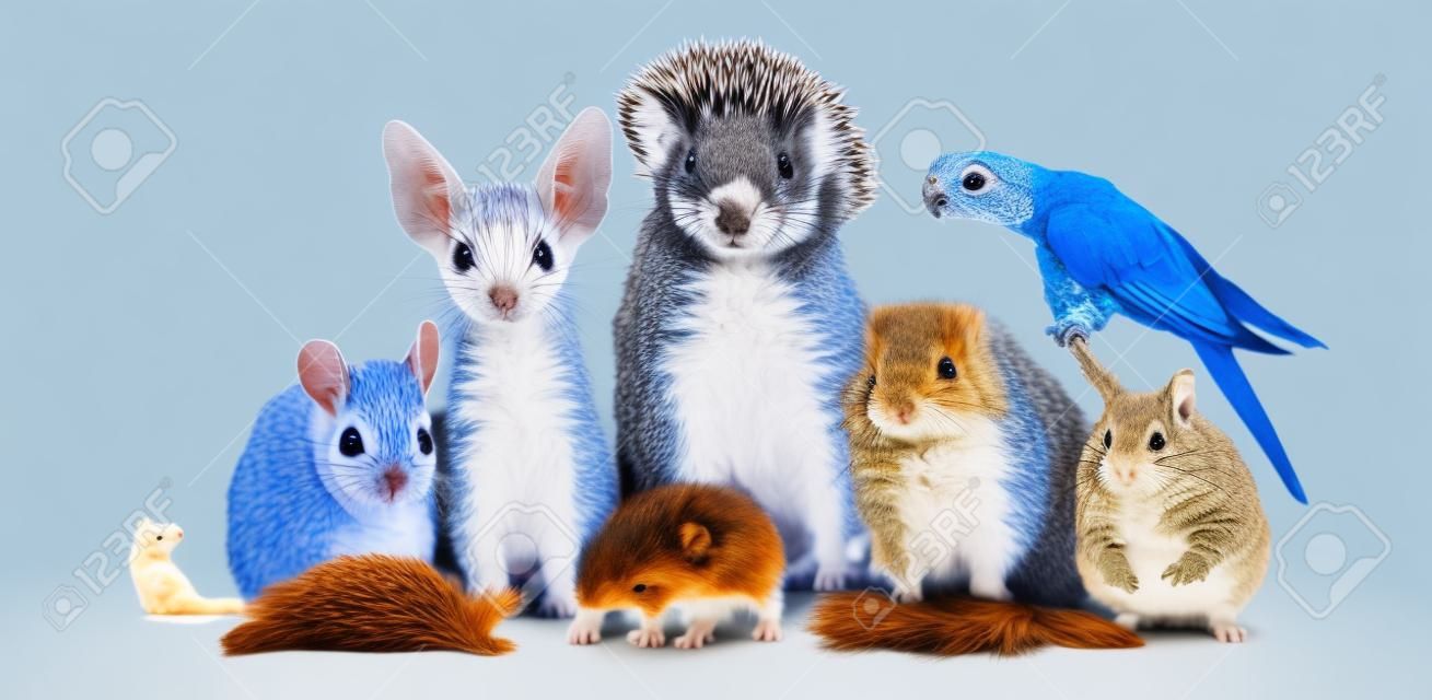 Un gran grupo de diferentes animales aislados en un fondo blanco, que incluye cachorro, gatito, chinchilla, degu, erizo, loro, conejo y lagarto.
