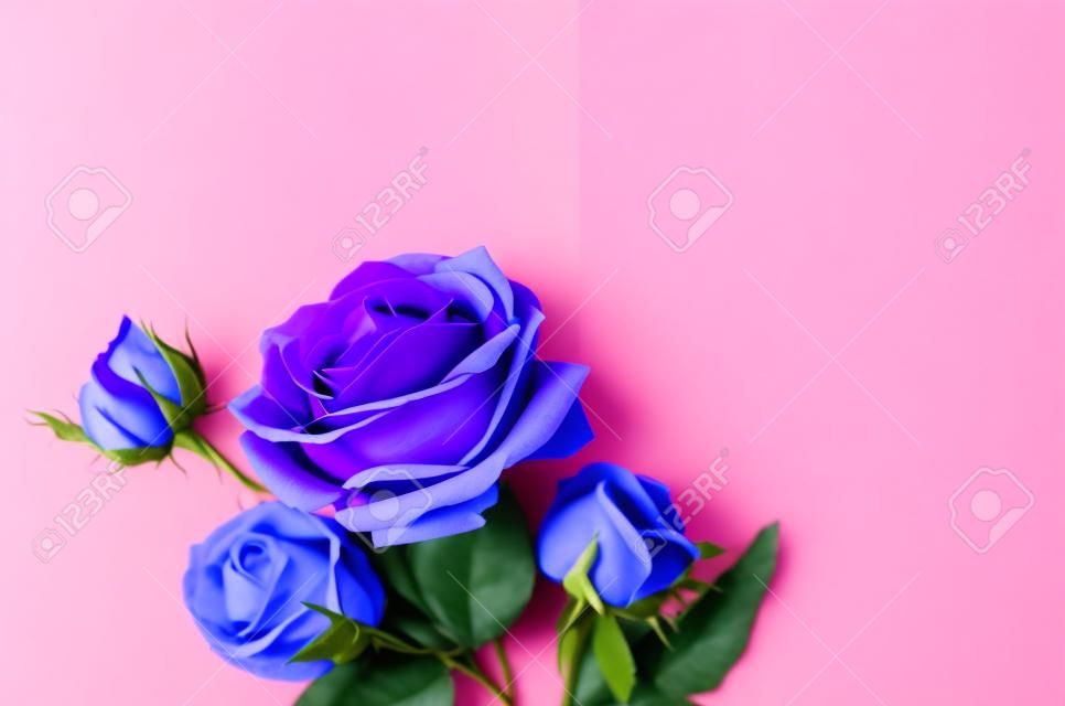 Artificial rose flowers and leaves on pink blue background. Place for text, flat lay concept.